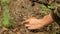 Girl found a mushroom in the forest