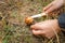 The girl found a mushroom Suillus in the forest