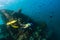 Girl freediver explores the old sunken ship in the Caribbean sea