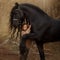 Girl with friesian horse autumn forest