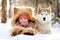 Girl in a fur hat lying next to Husky in the snow in the forest