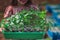 Girl gardener and farmer holds crate with young plants of pepper, fresh seedlings, planting sprouts