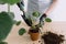 Girl gardener replanting green Pilea Peperomioides plant