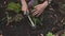 Girl gardener takes care of plants in a flower bed in the garden.