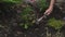 Girl gardener takes care of plants in a flower bed in the garden.