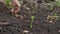 Girl gardener takes care of plants in the garden. hands close up