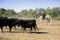 Girl Gardian working a herd of bulls