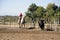 Girl Gardian working a herd of bulls