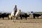 Girl Gardian working a herd of bulls