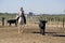 Girl Gardian working a herd of bulls