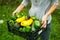 The girl gathered courgettes, put in a black plastic box and carries them into the house. The garden bed of zucchini. Healthy food