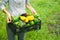 The girl gathered courgettes, put in a black plastic box and carries them into the house. The garden bed of zucchini. Healthy food