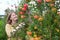 Girl gathering apples on a farm