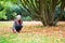 Girl gathering autumn leaves in park