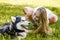 The girl gently looks at her dog and talks to her in the park on the grass. Close-up.