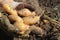 a girl in gloves holds potato tubers in her hands. It\\\'s the season harvest potatoes. Autumn harvesting. Agriculture