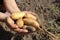 a girl in gloves holds potato tubers in her hands. It\'s the season to dig up potatoes. Autumn harvesting. Agriculture