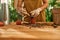 Girl in gloves transplanting a cactus