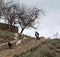 Girl with goats, Morocco