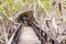 Girl goes on a wooden bridge, Galapagos Island, Isla Isabela. Back view