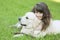 Girl with the golden retriever in the park