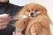 A girl in a gray turtleneck holds a surprised, fluffy, little orange-colored Pomeranian dog in her arms and tries to