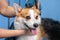 Girl groomer wipes of a welsh corgi pembroke dog after a shower wrapped in a towel.  Dog taking a bubble bath in grooming salon