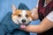 Girl groomer wipes of a welsh corgi pembroke dog after a shower wrapped in a towel.  Dog taking a bubble bath in grooming salon