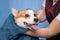 Girl groomer wipes of a welsh corgi pembroke dog after a shower wrapped in a towel.  Dog taking a bubble bath in grooming salon