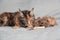 Girl grooming Maine Coon cat, combing her cat with a brush. Cat care hygiene, pet grooming.Shedding cat,pile of cat hair