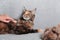 Girl grooming Maine Coon cat, combing her cat with a brush. Cat care hygiene, pet grooming.Shedding cat,pile of cat hair