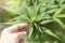 Girl hand with Cannabis plant grow in green house