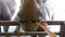 Girl hand feeds a rhino in the Khao Kheow Open Zoo. Thailand