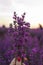 Girl hand holding a bouquet of fresh lavender in lavender field. Sun, sun haze, glare. Purple tinting