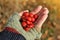 Girl hand holding a dog-rose berries. Dog rose fruits Rosa canina on the blurred green grass