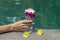 Girl hand holding a glass with hia seeds pudding on the background of the swimming pool water . Chia seeds pudding with red dragon