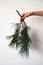 Girl hand holds down a branch of a pine tree with green needles and cone isolated on a white background