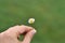 A girl hand holds a white daisy isolated on green blurred background. Autumn white field daisy covered with morning dew