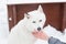 Girl hand to stroke white fluffy affectionate husky dog with blu