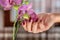 Girl hand with wine color nails polish and purple orchid flower