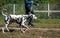 Girl handler and Dalmatian dog