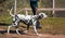 Girl handler and Dalmatian dog