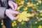 A girl hands a fallen maple leaf in her hands. Autumn in the park.