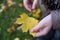 A girl hands fallen yellow maple leaf in her hands. Autumn in the park.