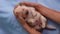 Girl hands hold newborn labrador puppy dog