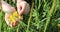 Girl hands tear harmful weeds from the garden beds on a warm evening. Home farm work in the countryside