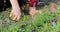 Girl hands tear harmful weeds from the garden beds on a warm evening. Home farm work in the countryside