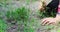 Girl hands tear harmful weeds from the garden beds on a warm evening. Home farm work in the countryside