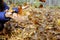 Girl hands throwing fallen dry leaves in park.