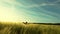 The girl happily walks through a wheat field.